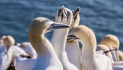 开云官网：开启数字时代的品牌入口与体验之旅