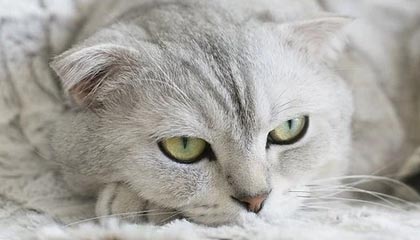 虎扑热帖-FIBA官方为欧锦赛半决赛预热:德国男篮or芬兰男篮?