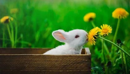 虎扑热帖-FIBA官方为欧锦赛半决赛预热:德国男篮or芬兰男篮?